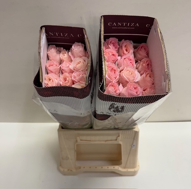 Rosa ec mayras bridal pink CT.jpg